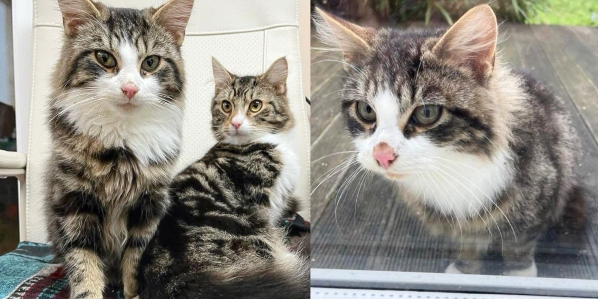 Specific particular person Notices Kitten Beneath the Mattress Who Wouldn’t Belong to Them, a Week Later One different Cat Appears All through Avenue