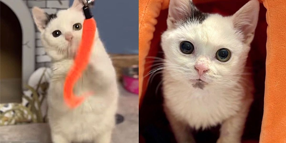 They Soak up Kitten Who Appears Defeated at Shelter, Giving Him Hope and Many New Adventures