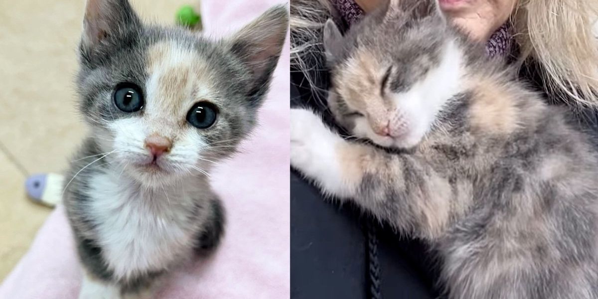 Brave Kitten Gave Most Lovable ‘Thanks’ to Woman for Saving her, Her Need Bought right here True Ultimate Weekend