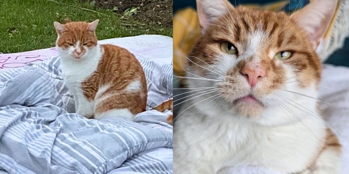 Cat Who As quickly as Slept on a Mattress Outside Finds His Method into Home, Turning His Dream into Actuality