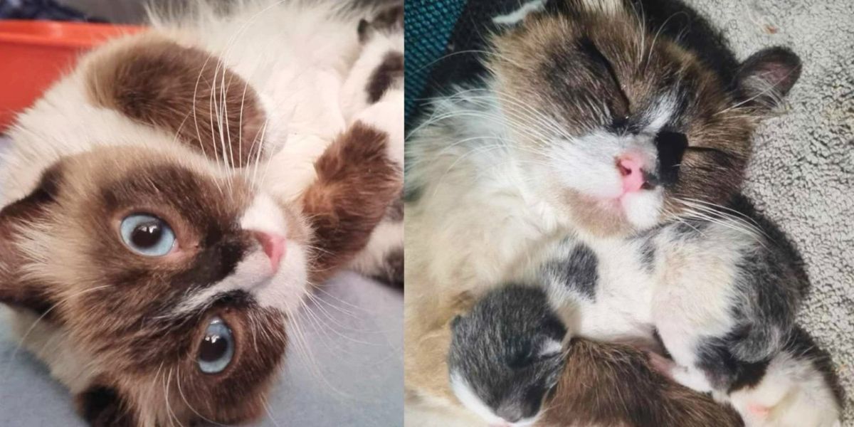 Precise Property Agent Finds Cat Left Behind with Kittens, Their Lives Flip Spherical Totally in a Week