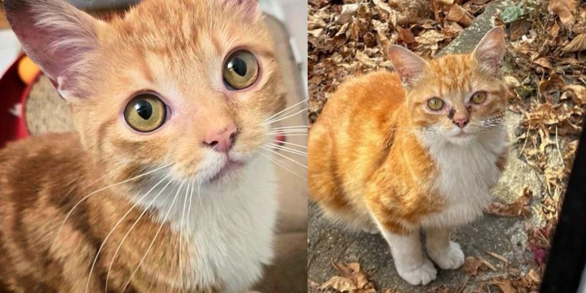 Youthful Cat Roams Neighborhood for Meals Until One Day Particular person Stops to Help