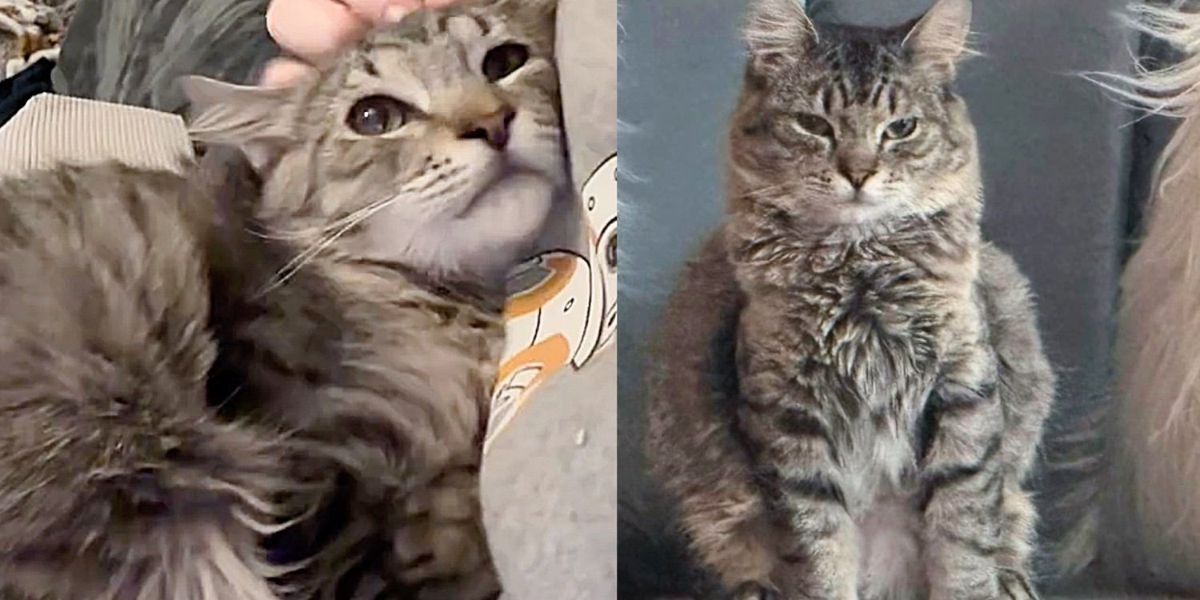 Kitten Went from Being Alone throughout the World to Feeling at Dwelling with Completely different Cats, Now Dwelling the Biggest Life