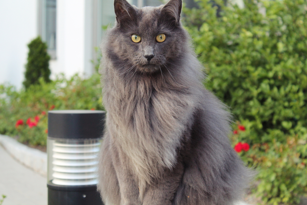 20 Prolonged Haired Cat Breeds: Information, Footage & Information