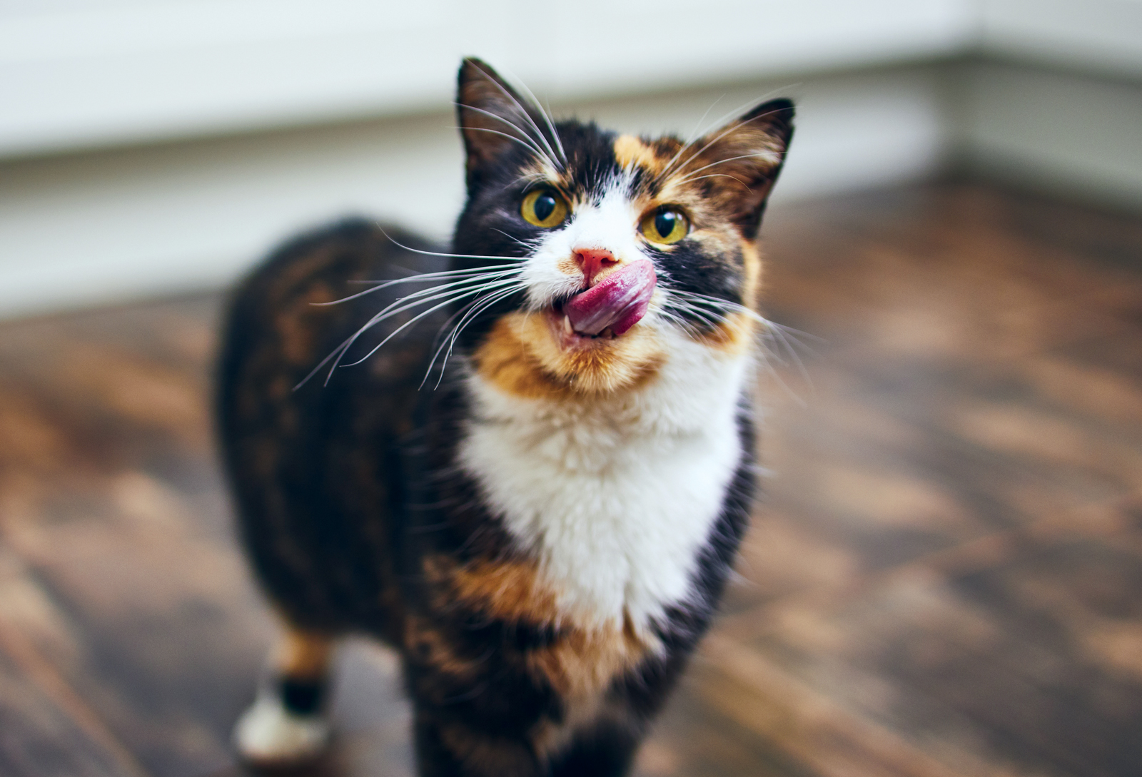 8 Human Meals You Can Share with Your Cat