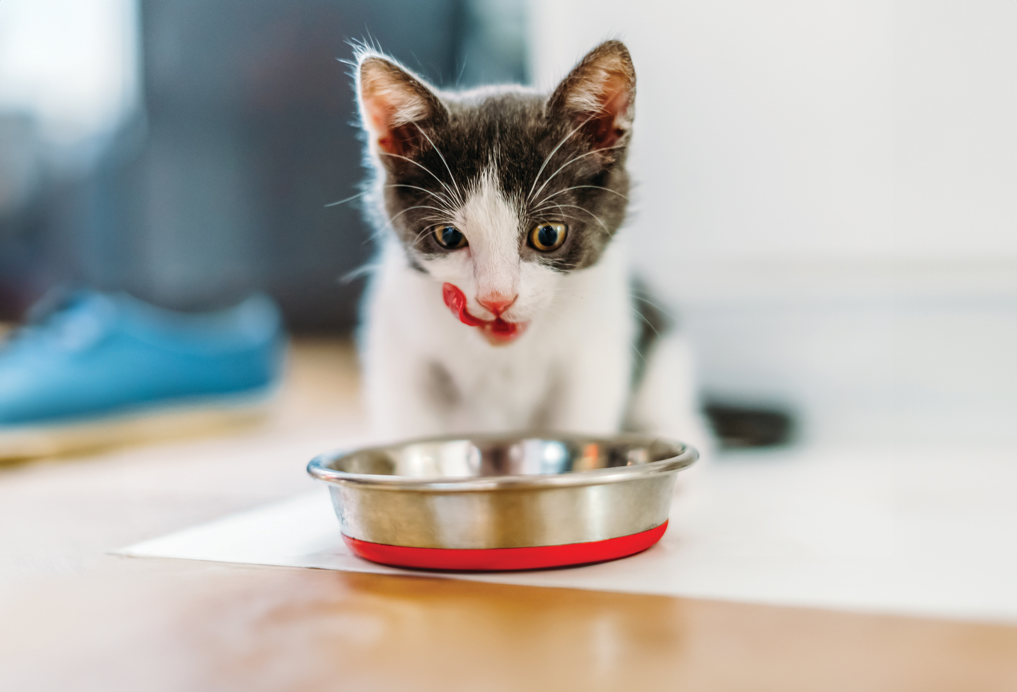 10 Meal Toppers Picky Cats Go Crazy For