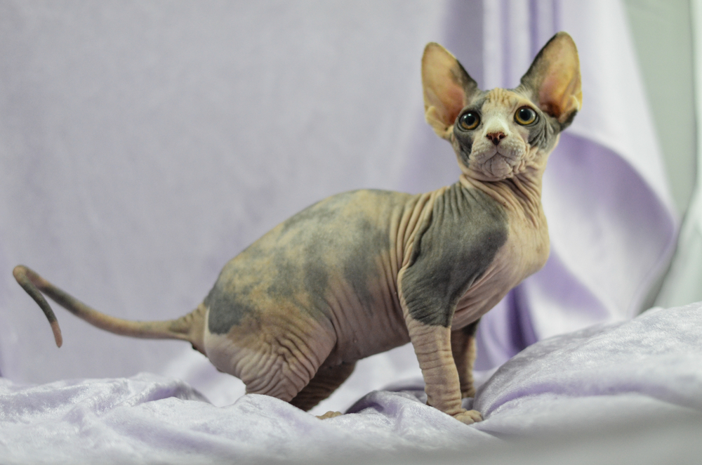 Mexican Hairless Cat Breed: Information, Footage, Care & Further