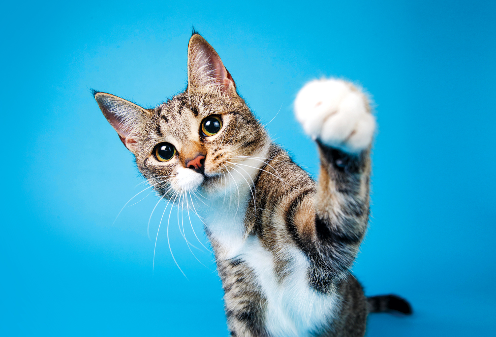 Polydactyl Cats: Historic previous, Traits and Effectively-known Occasion of Felines with Extra Toes