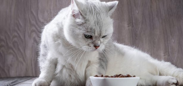 Biggest Dry Cat Meals of 2024