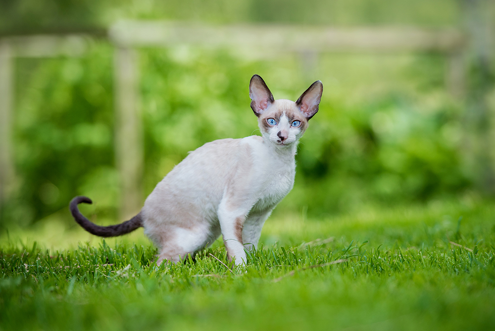 10 Cornish Rex Properly being Factors You Must Know (Vet Reply)