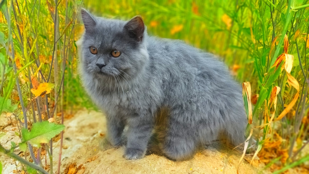 Grey Persian Cat Breed: Knowledge, Footage, Care & Additional