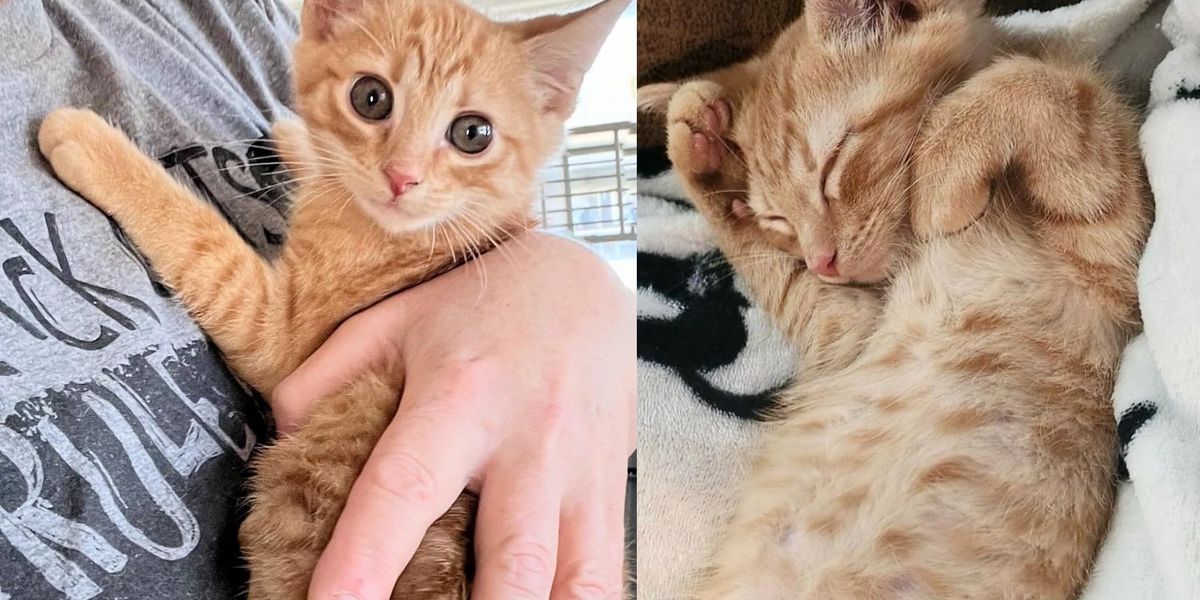 Kitten was So Excited When Driver Stopped to Help, and Yesterday His Need Received right here True with One different Cat