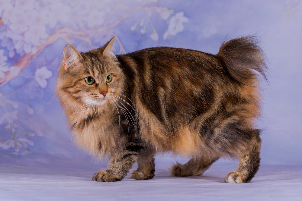 Japanese Bobtail Longhair: Data, Footage, Care, & Traits