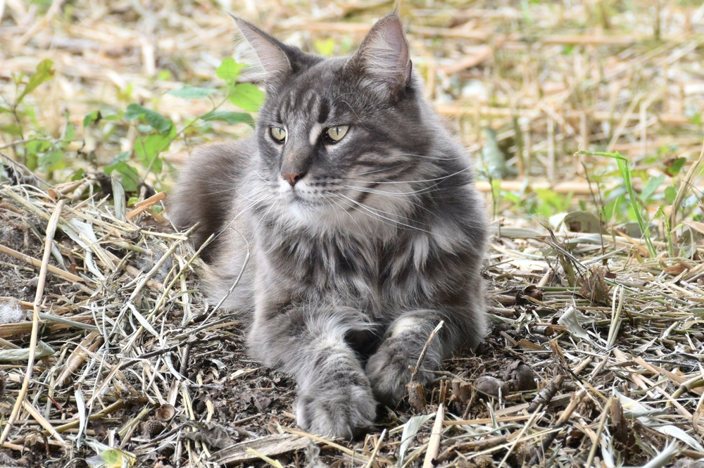 How Prolonged Do Maine Coon Cats Keep? Vet-Verified Lifespan & FAQ