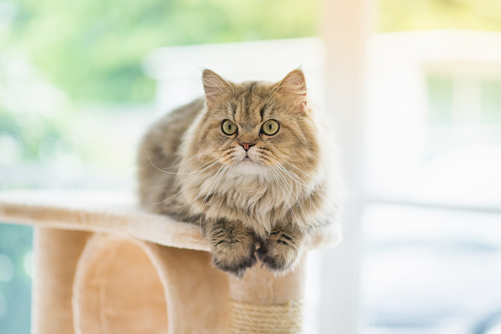 How Prolonged Do Persian Cats Reside? Vet-Verified Lifespan & FAQ